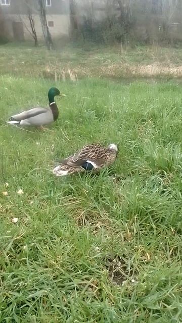Утки возле пруда.🦆🦆🦆🥖🍞🍞😄🌞🌞 Утиные истории.Ч-ть - 1. смотреть онлайн