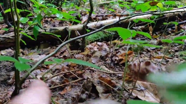 Гриби чудові смотреть онлайн