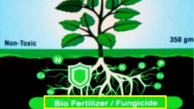 How to Control Cabbage (گوبھی) Fungus With Trichoderma |Use of Bio-Fungicide in Vegetables смотреть онлайн