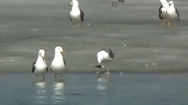 Larus cachinnans.flv смотреть онлайн