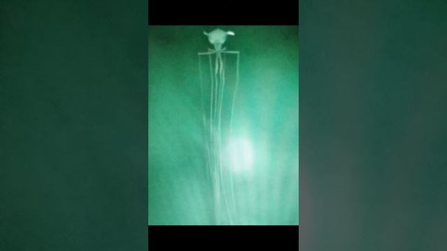Magnapinna Squid Explained