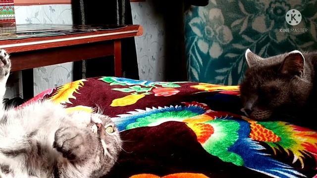 Кошачий метал смотреть онлайн