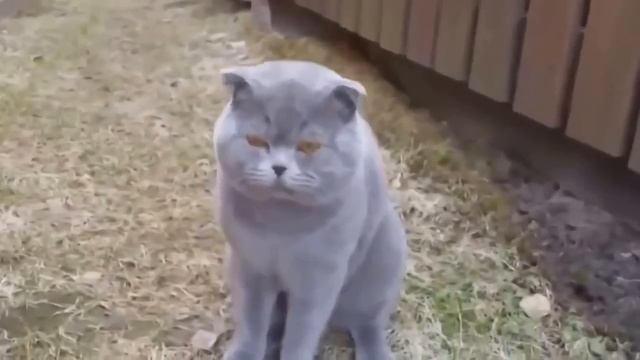 Кот разговаривает с хозяйкой смотреть онлайн