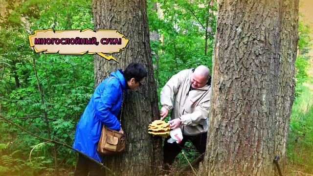 Мы охотимся за жёлтым трутовиком!