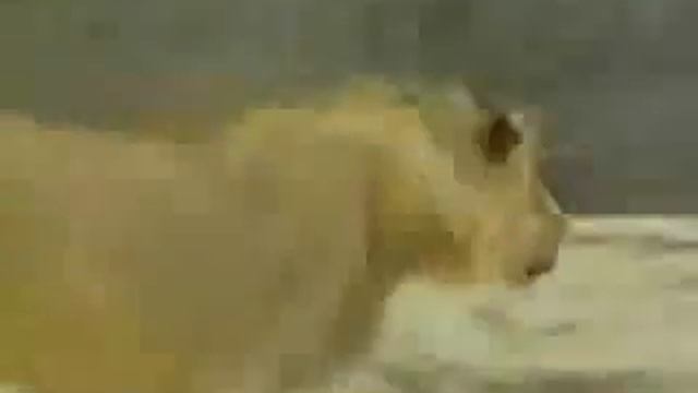 Christian El Leon Spanish смотреть онлайн
