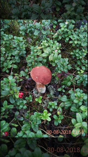 Грибы. Места сбора на карте