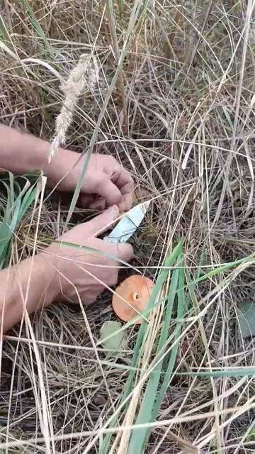 грибы. #2023 #воронеж #москва #грибы #грибники #лайк #рекомендации