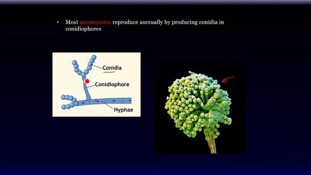 Kingdom Fungi Part 2 смотреть онлайн