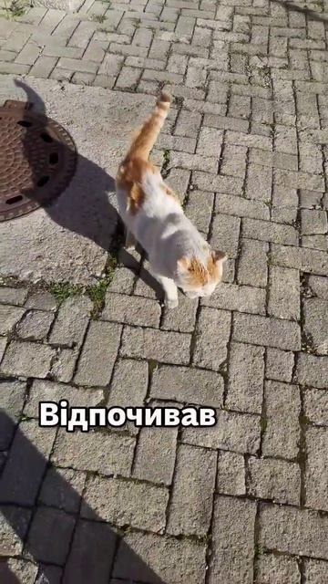Кіт Олег валяється під будинком 😼 #cat #блогерукраїни #влогукраїнською смотреть онлайн