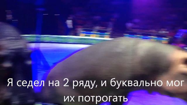 Бегемоты в цирке смотреть онлайн