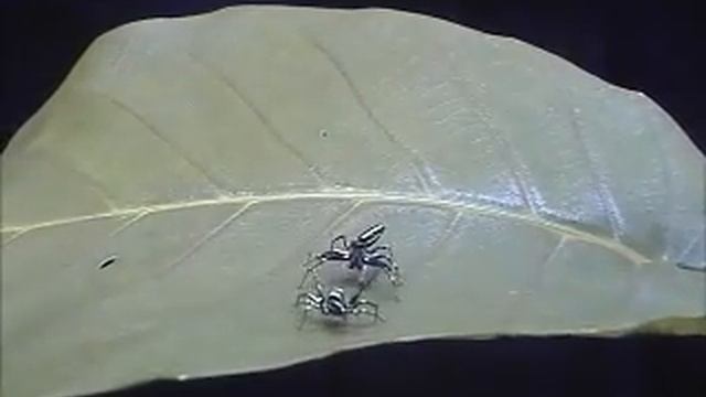 Jumping Spider Contest смотреть онлайн