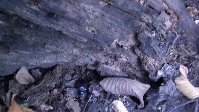 Грибной сезон считается открытым.