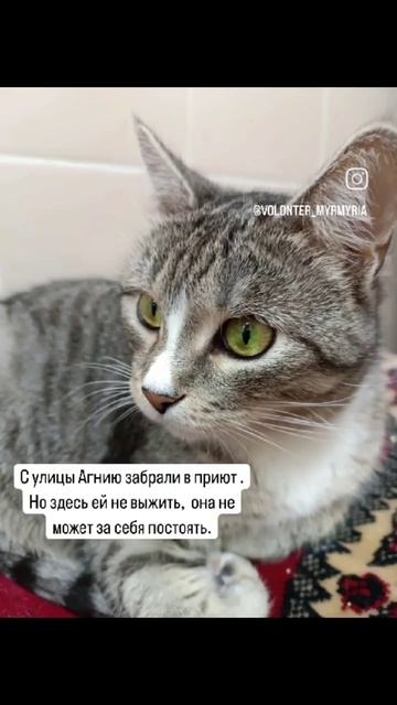 🎉😄КОШЕЧКА ДОМА! ПРИСТРОЕНА! смотреть онлайн
