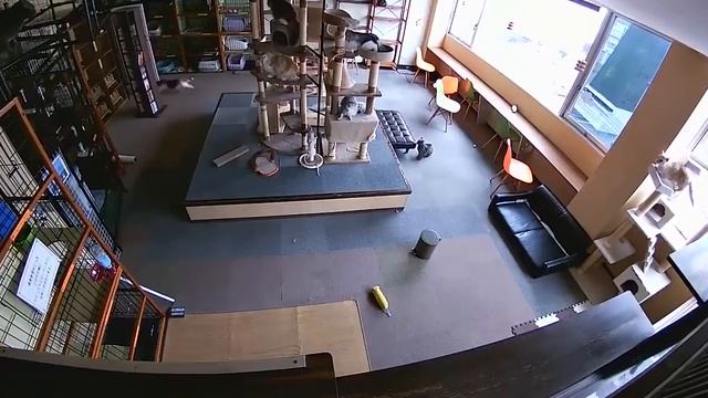 Төркиядә җир тетрәр алдыннан мәчеләр тынгысызлана башлый