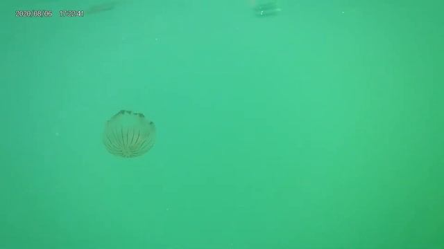 Is This $50 4K Action Camera Worth Buying?? (Things We Bought Online) смотреть онлайн