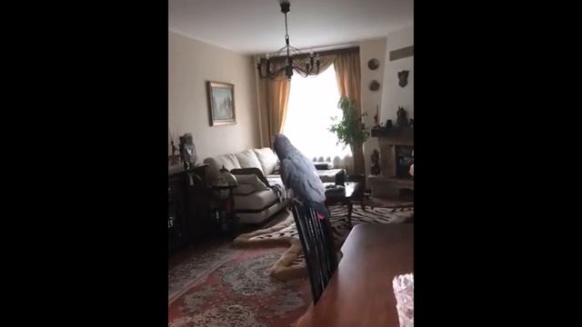 Попугай Жора, придёт серый волк и смотреть онлайн