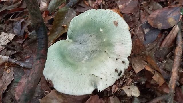 Гриби. mushrooms. смотреть онлайн