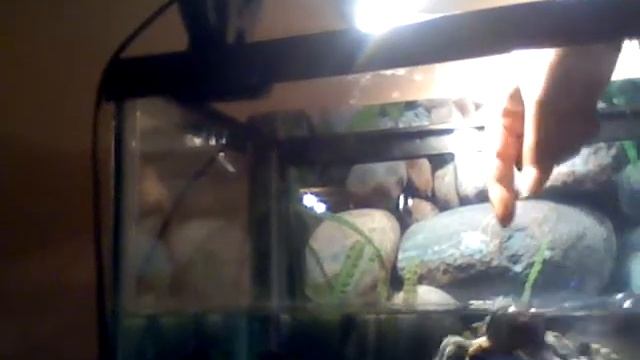 La Pandilla 2 (Trachemys Scripta Elegans) tratando de morder смотреть онлайн