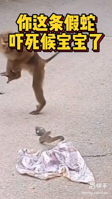 Funny clips Mankey with snake 🐍🐍🐍🐍 best 2022 смотреть онлайн