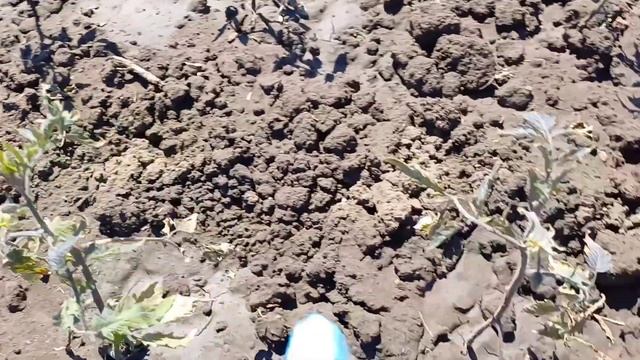 ЯК РОСЛИНИ ПЕРЕНОСЯТЬ ПЕРЕПАДИ ТЕМПЕРАТУРИ . БЕЗ ПАНІКИ , ВОНИ ВІДНОВЛЮТЬСЯ смотреть онлайн