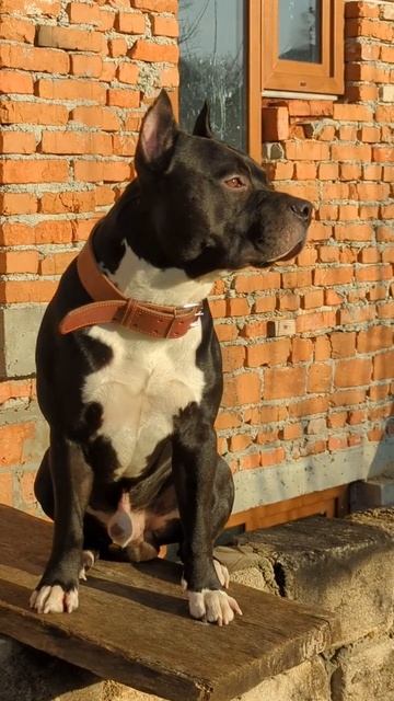 стаффорд амстафф стаффордширскийтерьер #амстафф #стаффорд #stafford #amstaff смотреть онлайн