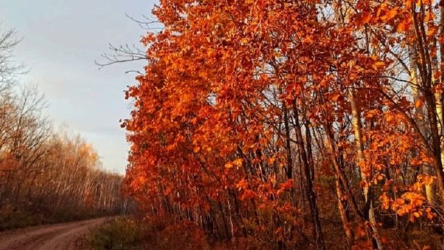 КАКАЯ ЧУДЕСНАЯ ОСЕНЬ смотреть онлайн