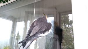 Попугай корелла песенки поет. Корелла Ричи. Parrot cockatiel sings songs. Как поет корелла.