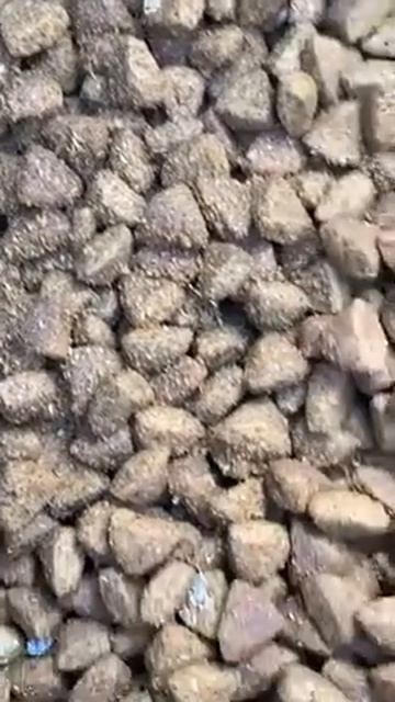 Bag had small larve and beetles in it. | PuppySimply смотреть онлайн