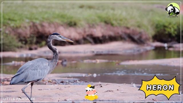 Lovely Animal Sounds & Adorable Animal Moments: Zebra, Elephant, Sika Deer | Animal Video смотреть онлайн