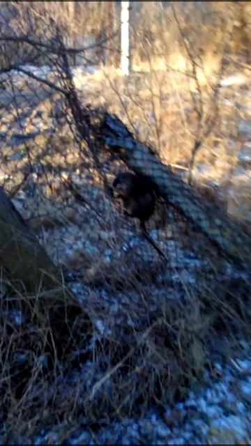 Безобидная андатра! Смотреть всем ВНИМАТЕЛЬНО!!!)) смотреть онлайн