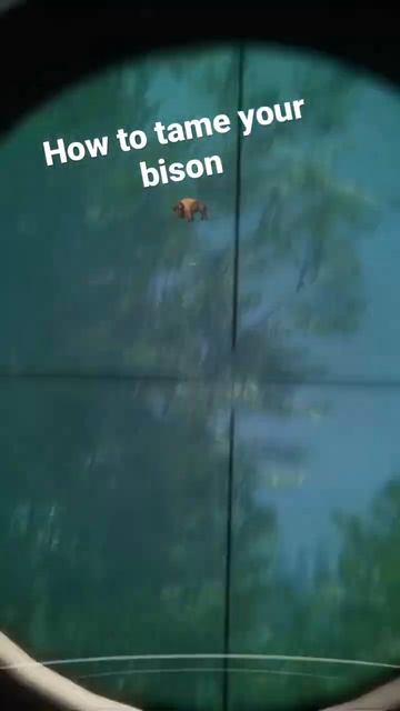How to tame your bison смотреть онлайн