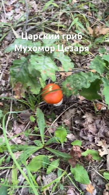 Мухомор Цезаря #грибыроссии #культлеса #тихаяохота #mushroombook #грибник #грибы