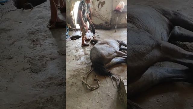 Ot So'yish. 200kilogramlik Ot So'yildi / 🐎🐎 #respect