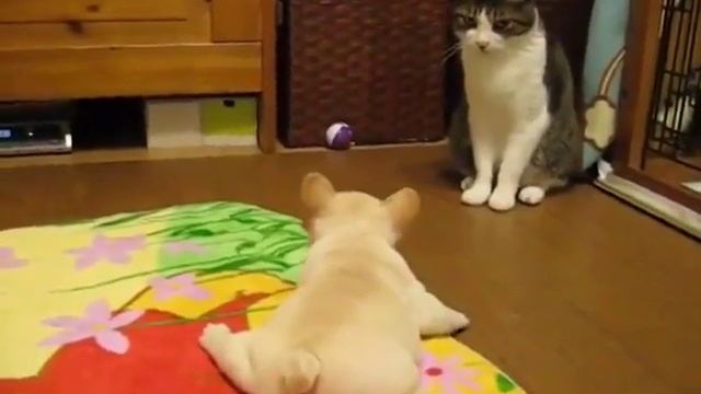 Первая охота на кота смотреть онлайн