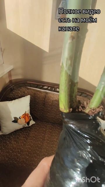 Обзор розы Керио из Леруа Мерлен.