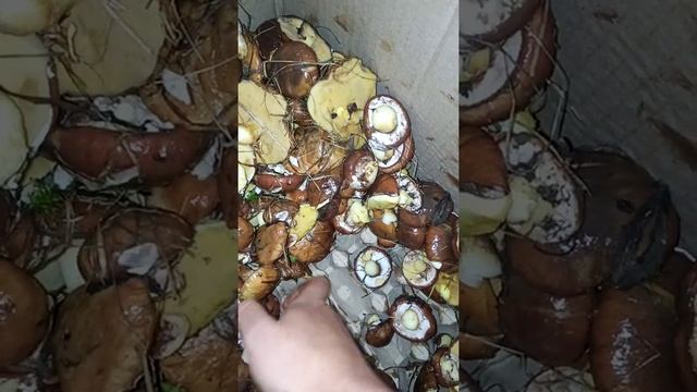 душе жабка😁😉 смотреть онлайн