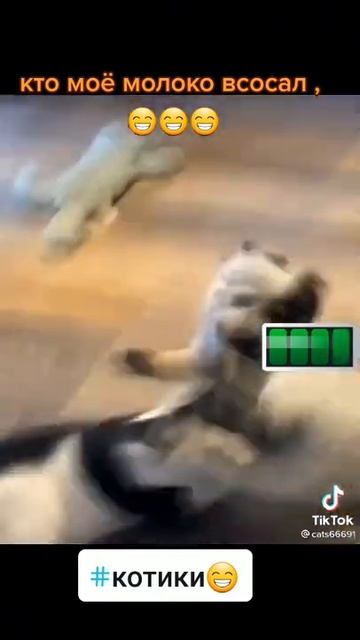 Кот против собак смотреть онлайн