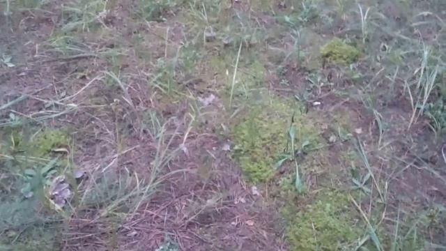 По грибы смотреть онлайн