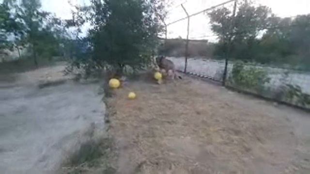 ЗООЦЕНТР ДИНО в прямом эфире смотреть онлайн