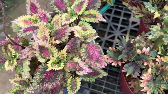 BALIK MULI MAY BUDGET NA!!!