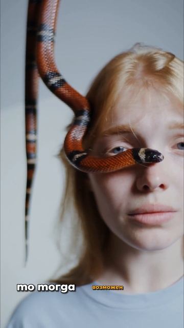 Почему змея может съесть саму себя #shorts #змеи #интересныефакты #фактыобовсем смотреть онлайн