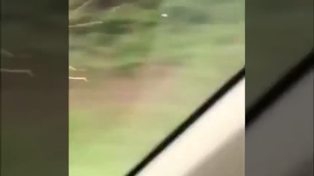 Палочник и ультразвуковой поезд | Юмор и ржака | смотреть онлайн