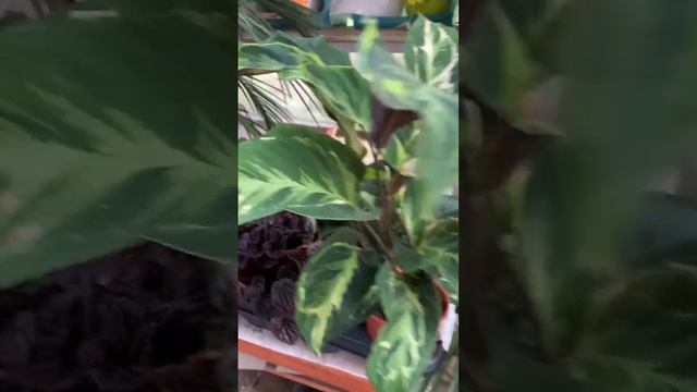 Новое поступление комнатных растений! Пальмы, алоказии, антуриумы, клубневые бегонии и другие смотреть онлайн