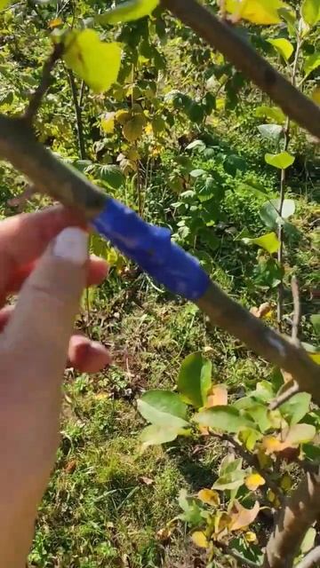 Привила яблони. Скоро узнаем результат смотреть онлайн