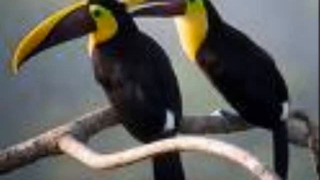 toucan смотреть онлайн