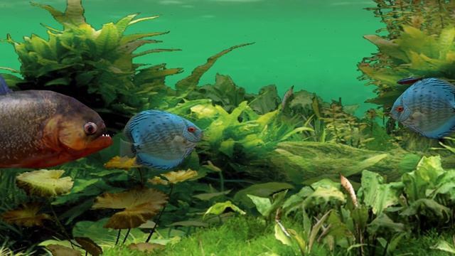 SEGA Fish Life in 4k 60fps - Dreamcast Virtual Aquarium REDREAM emu смотреть онлайн