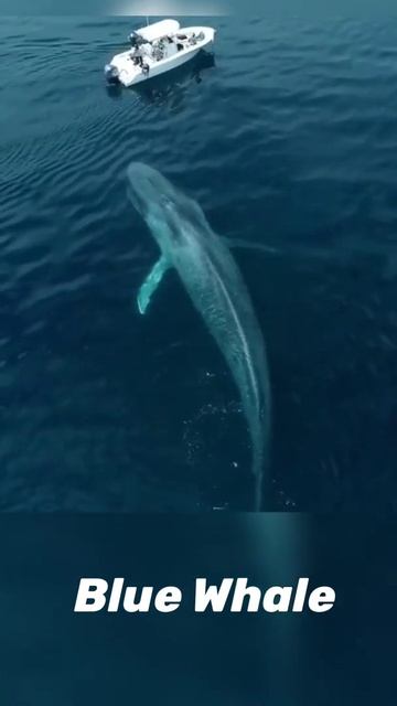 The Mammoth makes it looks tiny👆🦈 #bluewhale #oceanlife #bluewhaleinocean #fishlife #shorts смотреть онлайн
