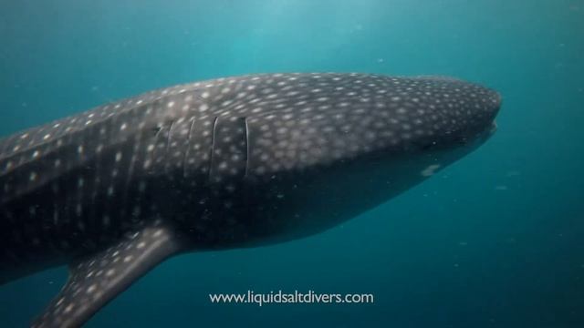 Diving in Maldives - Whale Sharks & Manta Rays - YouTube смотреть онлайн