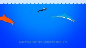 67 Extinct Sharks - Animated Size Comparison - What is the largest shark?