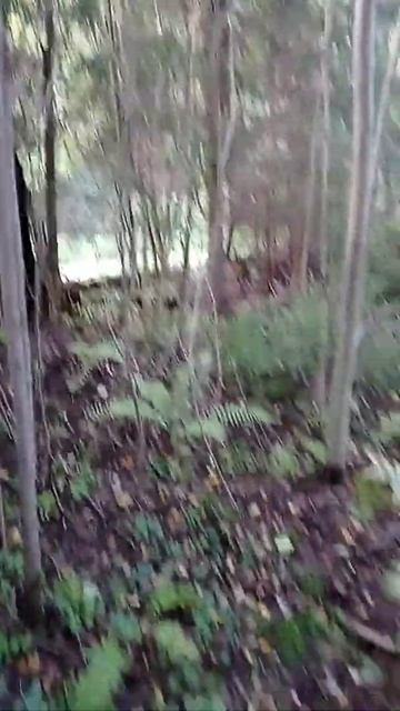 Прогулка по лесу. Набрала немного грибов. 🍄 Белые, подосиновики, лисички. смотреть онлайн